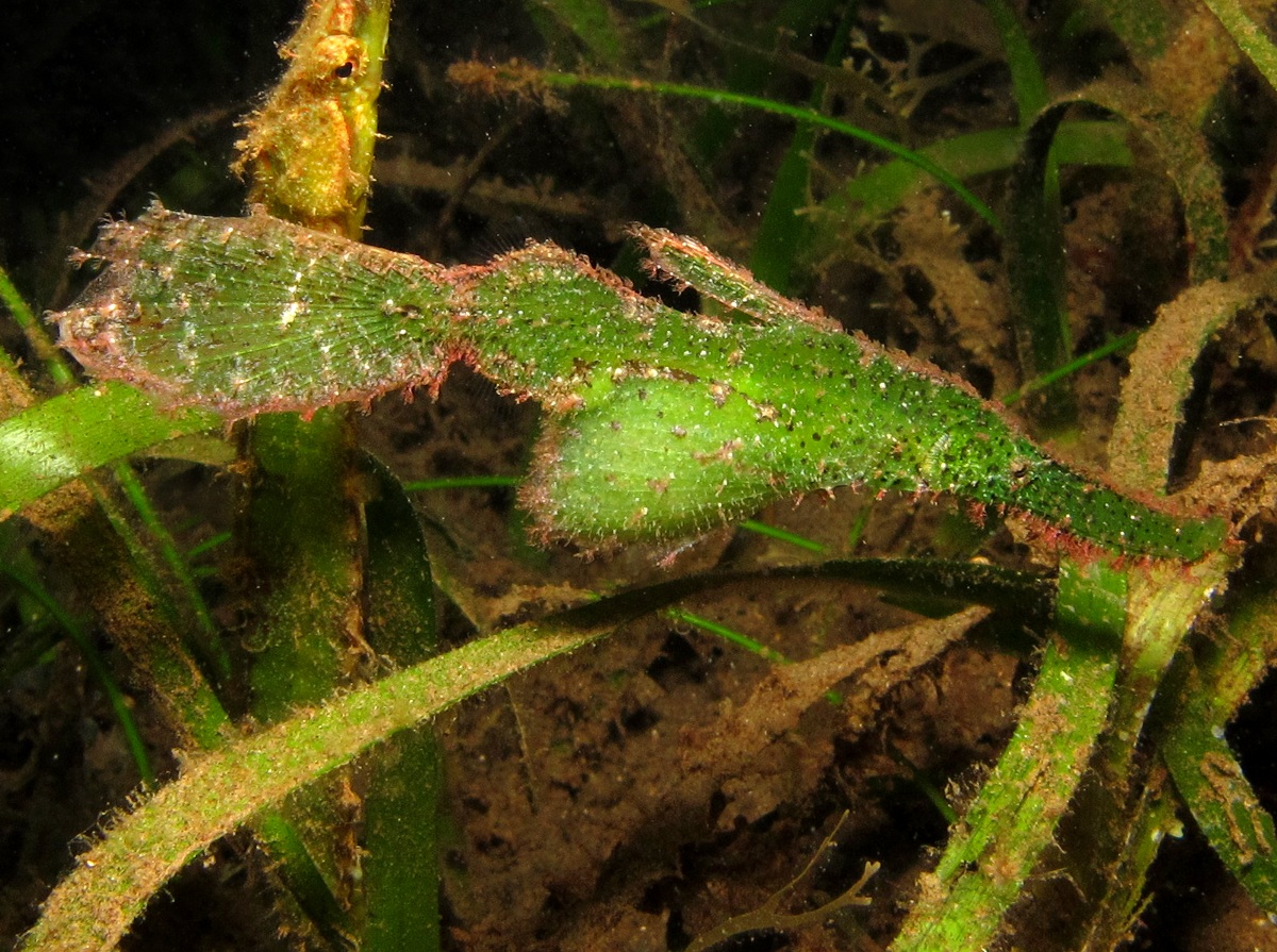 Robust Ghost Pipefish - Solenostomus cyanopterus