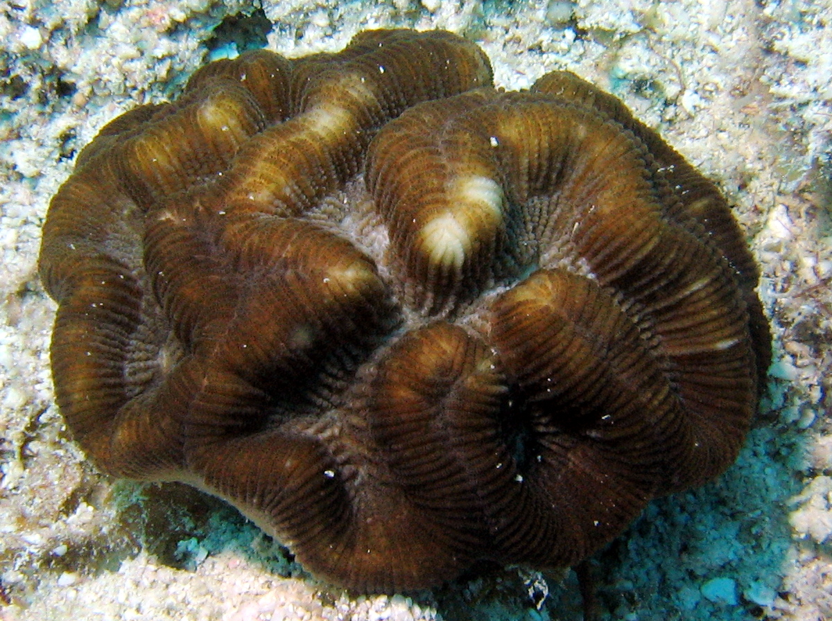 Rose Coral - Manicina areolata