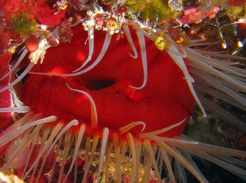 Rough Fileclam - Ctenoides scabra