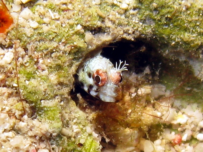 Roughhead Blenny - Acanthemblemaria aspera