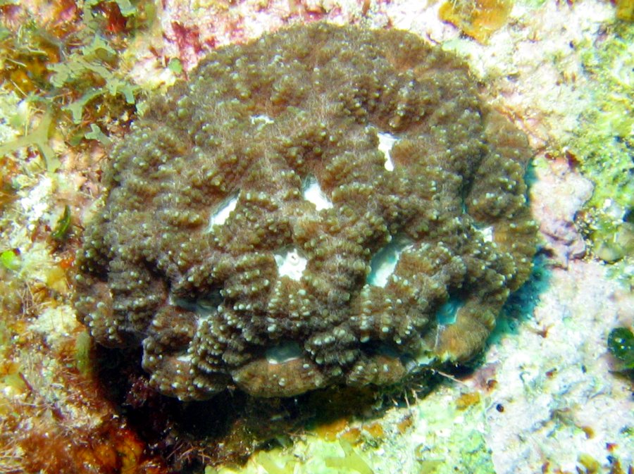 Rough Star Coral - Isophyllastrea rigida