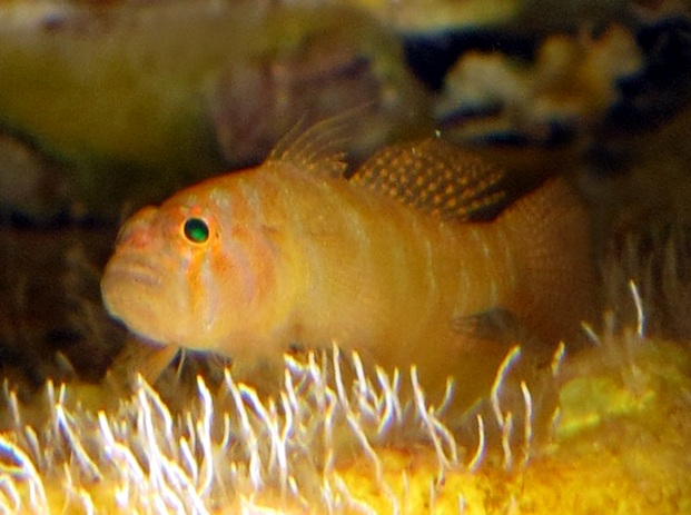 Rusty Goby - Priolepis hipoliti - Nassau, Bahamas