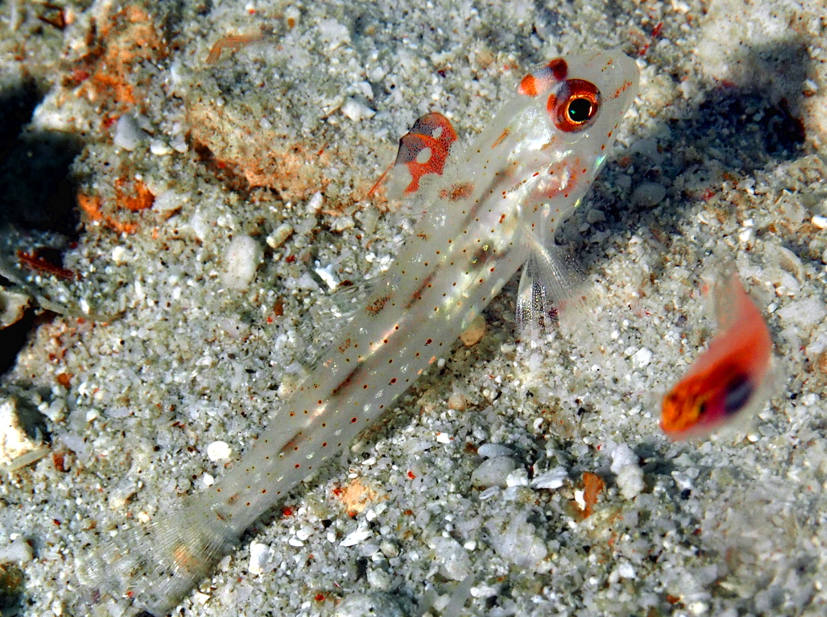 Signalfin Sandgoby - Fusigobius signipinnis