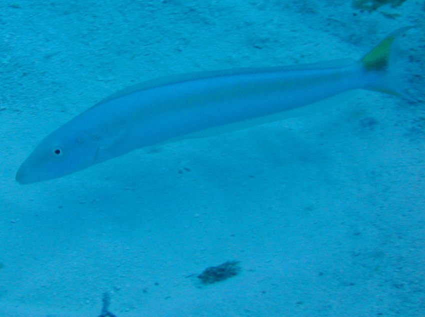 Sand Tilefish - Malacanthus plumieri
