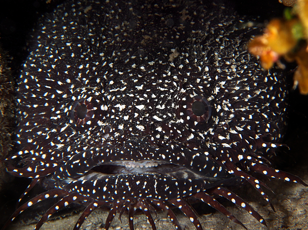 Whitespotted Toadfish - Sanopus astrifer