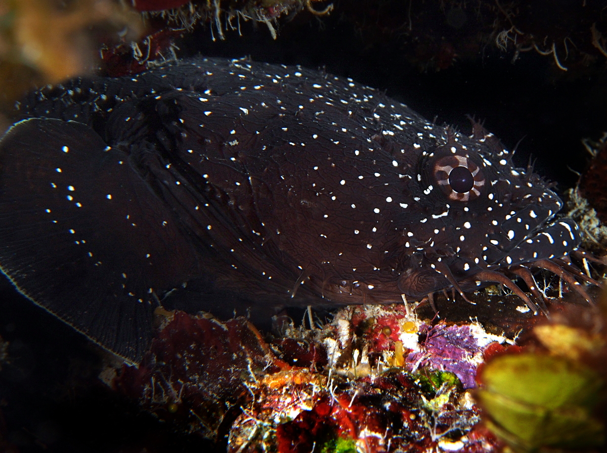 Whitespotted Toadfish - Sanopus astrifer