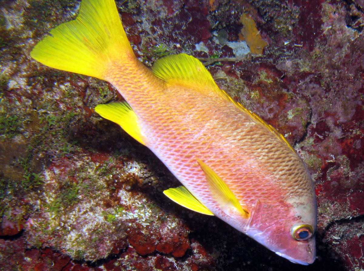 Schoolmaster Snapper - Lutjanus apodus