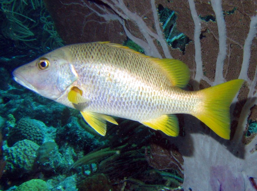 Schoolmaster Snapper - Lutjanus apodus