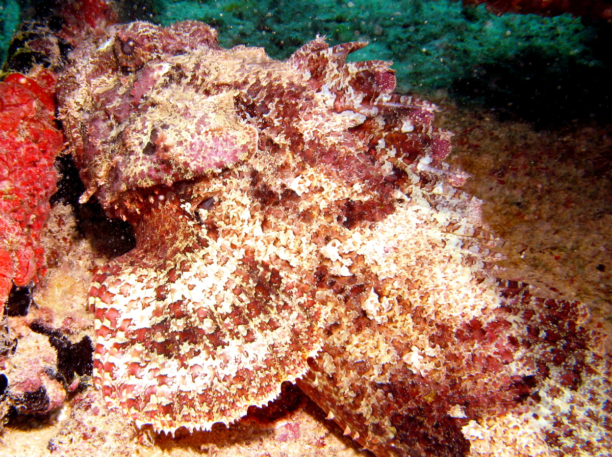 Spotted Scorpionfish - Scorpaena plumieri
