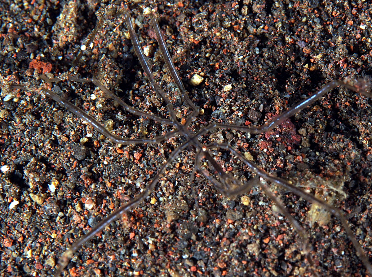 Sea Spider - 