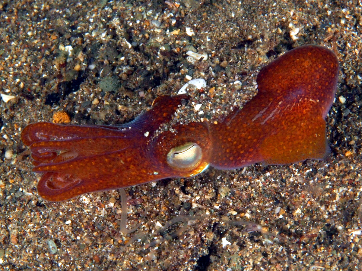 Tropical Bottletail Squid - Sepiadarium kochi