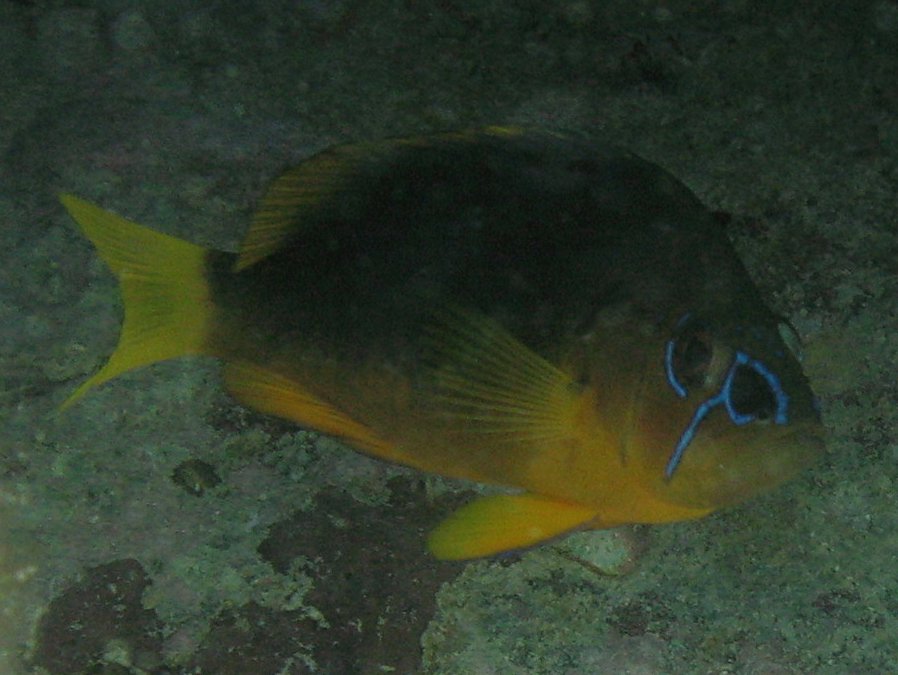 Shy Hamlet - Hypoplectrus guttavarius