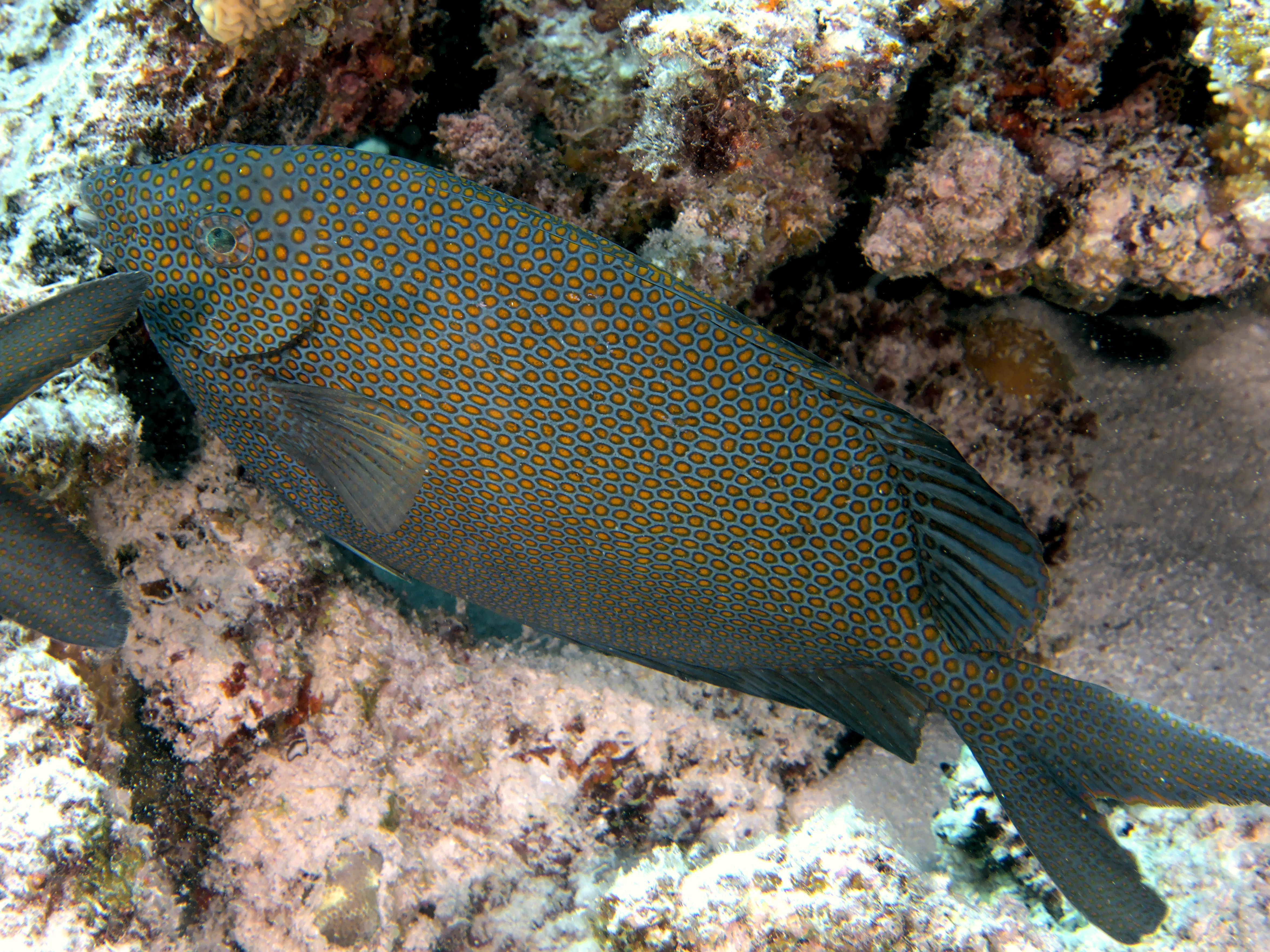 Goldspotted Rabbitfish - Siganus punctatus