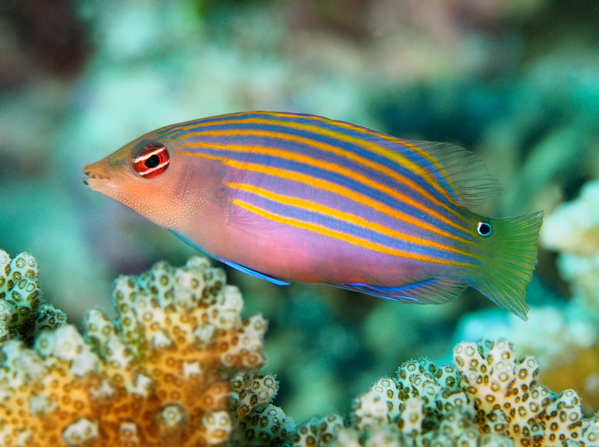 Sixstripe Wrasse - Pseudocheilinus hexataenia