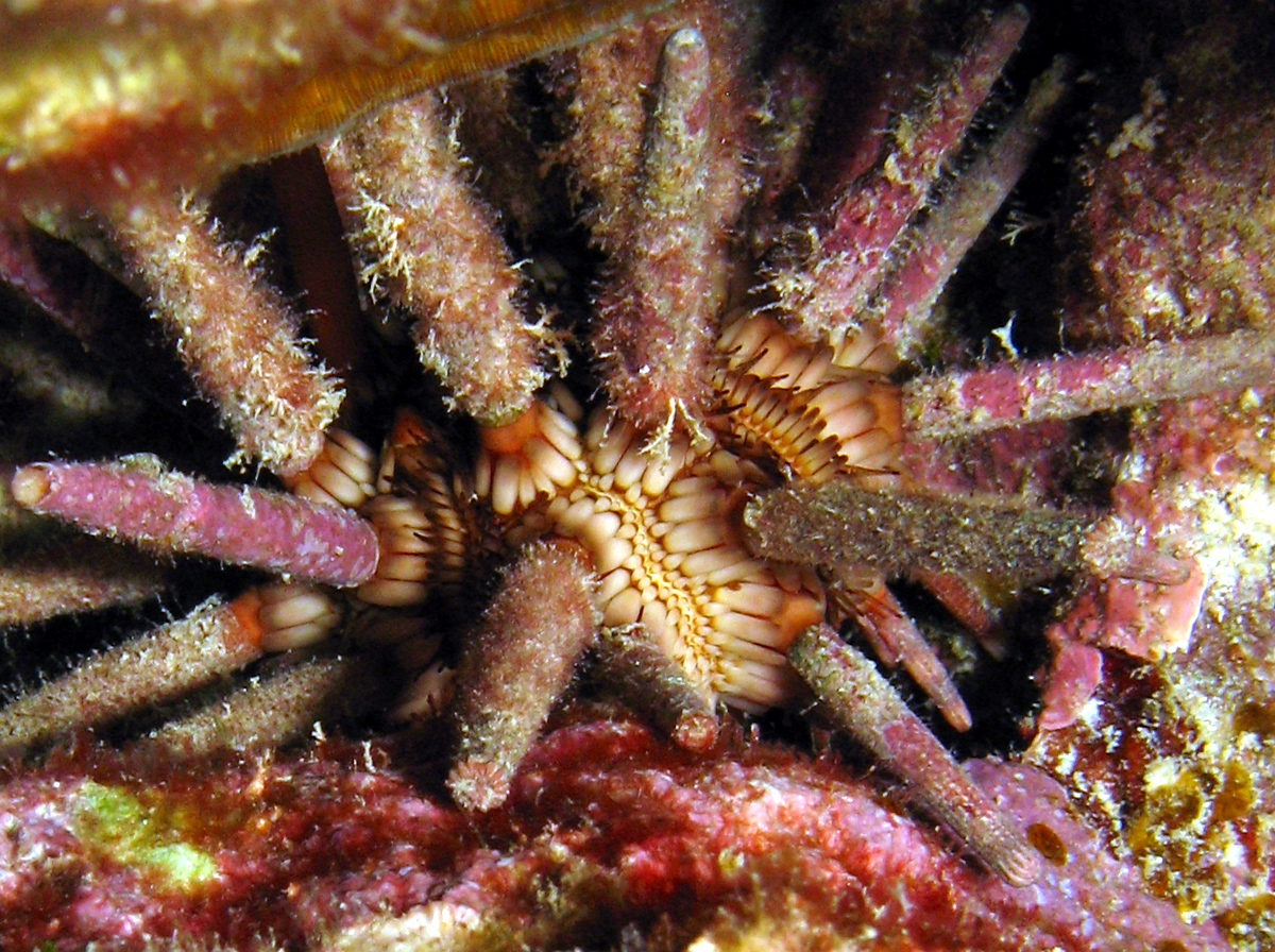 Slate Pencil Urchin - Eucidaris tribuloides