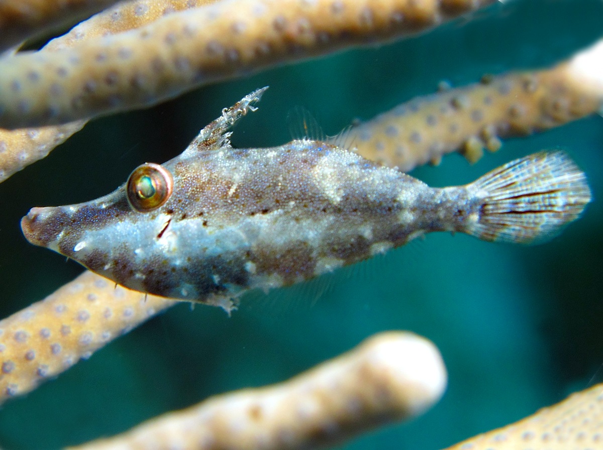 Slender Filefish - Monacanthus tuckeri