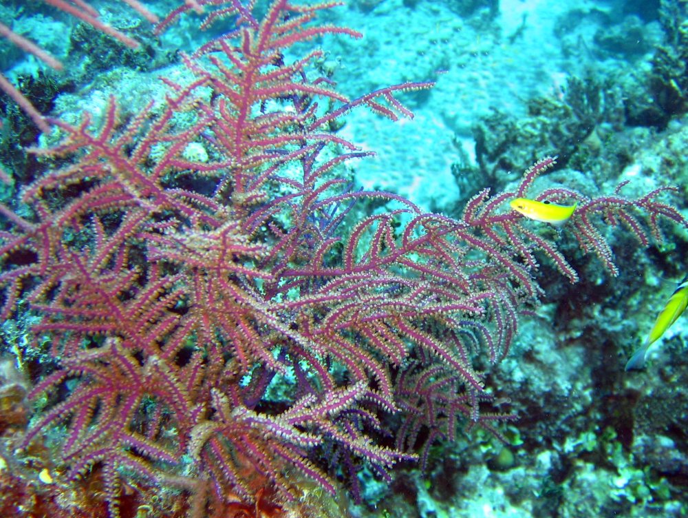 Slimy Sea Plumes - Pseudopterogorgia americana - Turks and Caicos