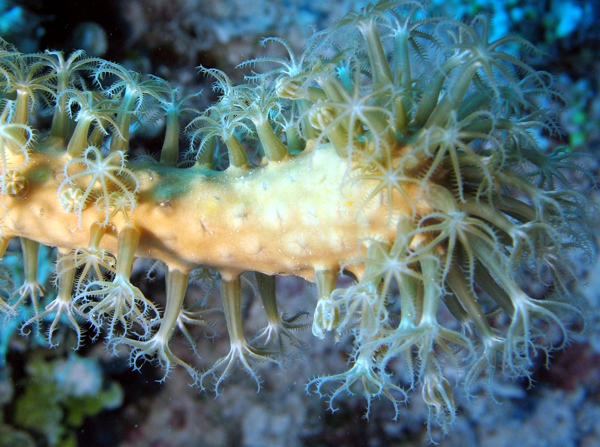Slit-Pore Sea Rods - Plexaurella spp.