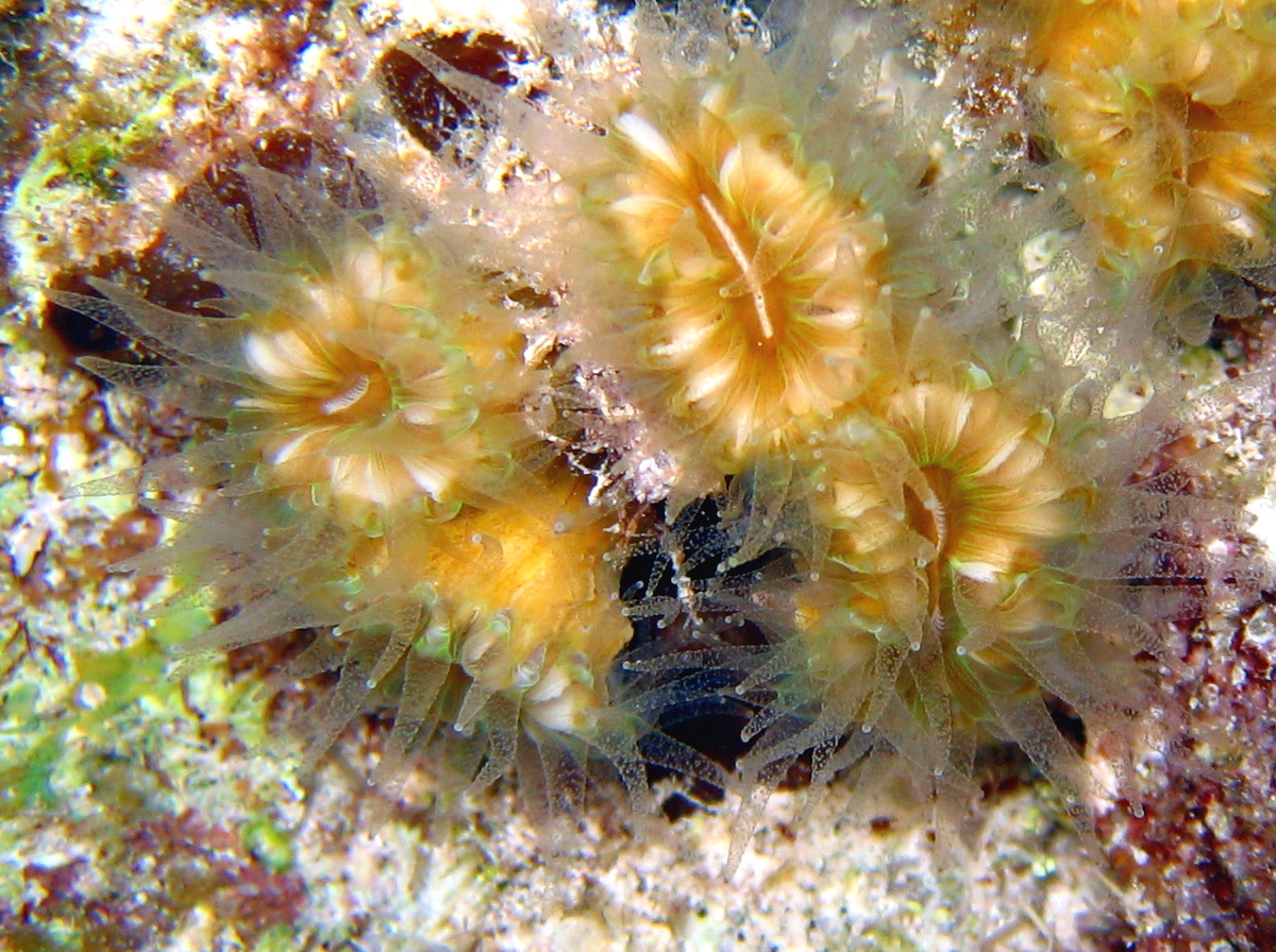 Smooth Flower Coral - Eusmilia fastiginia