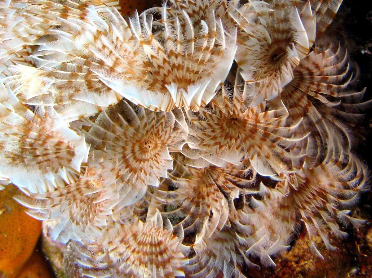 Social Feather Duster - Bispira brunnea