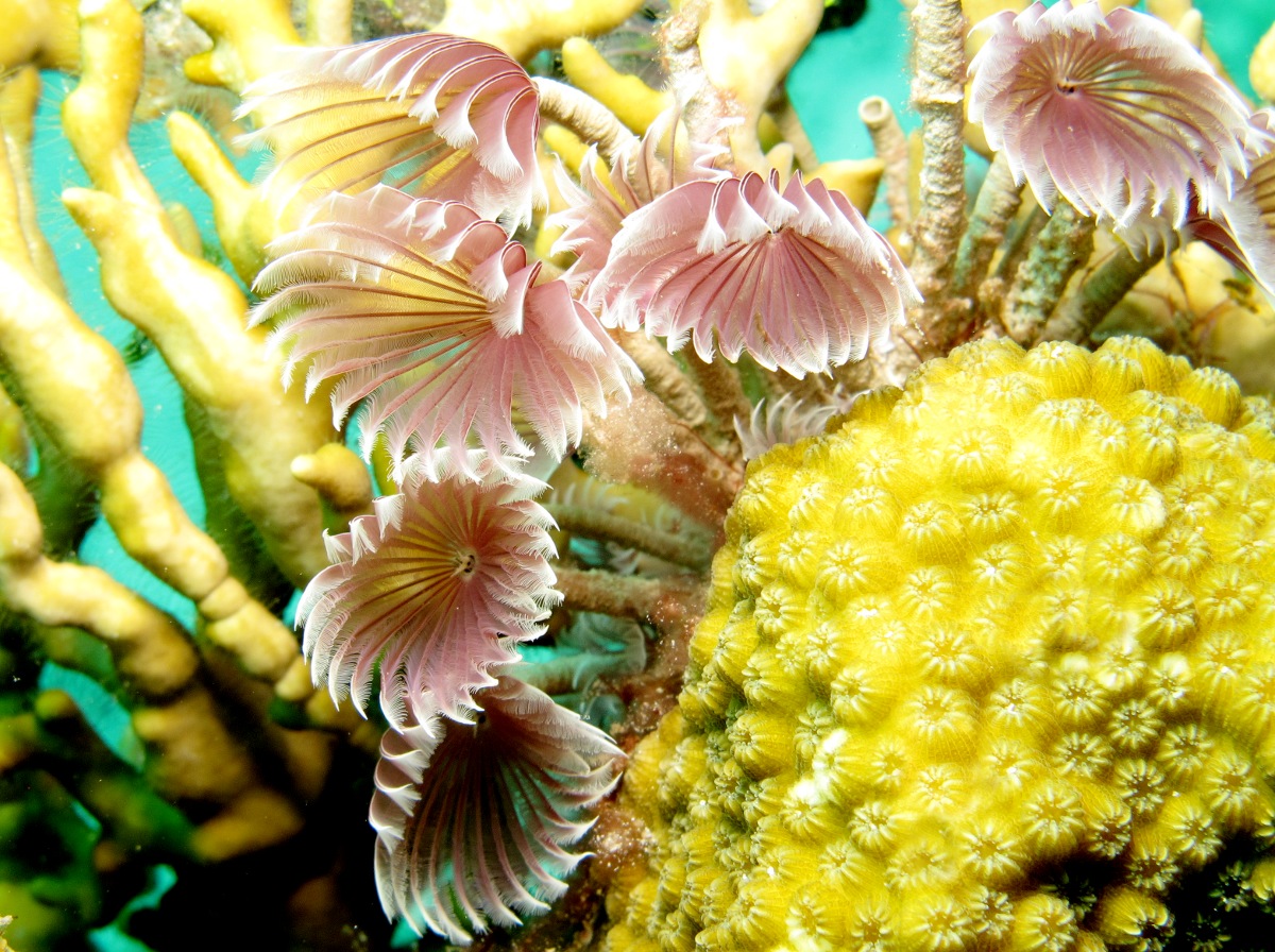 Social Feather Duster - Bispira brunnea