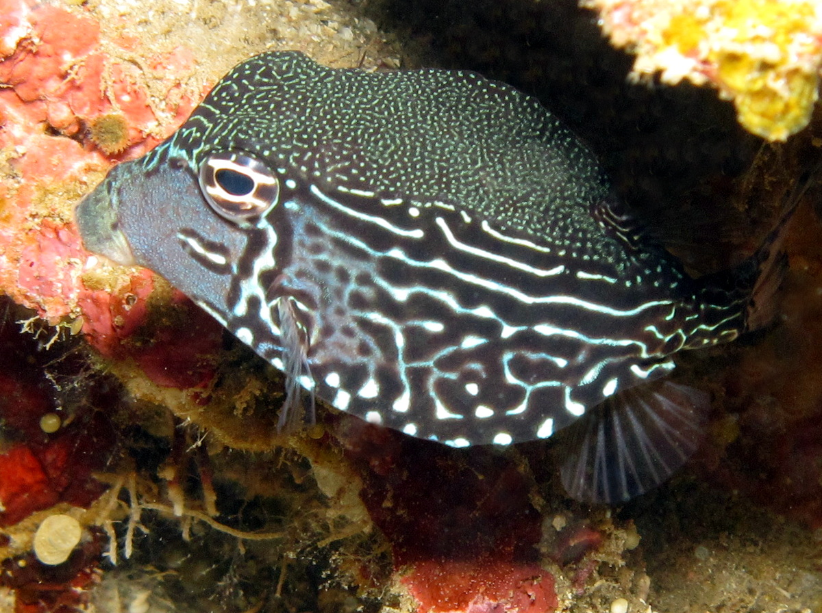 Solor Boxfish - Ostracion solorensis