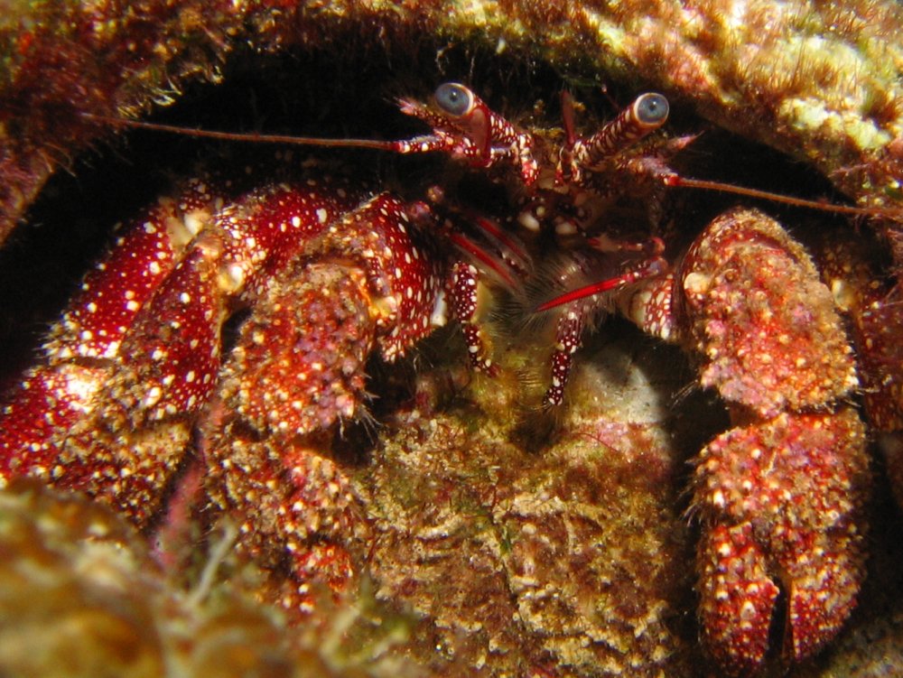 White Speckled Hermit Crab - Paguristes punticeps