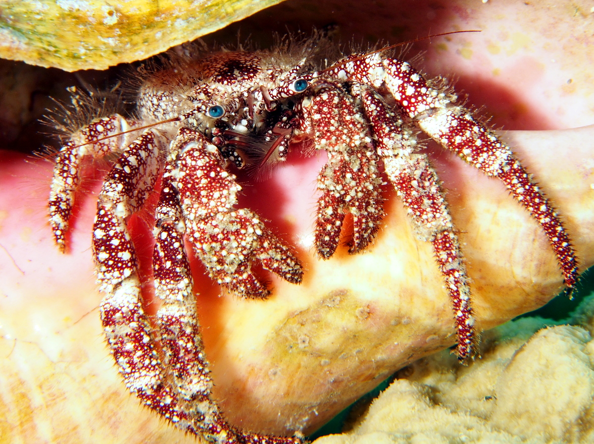 White Speckled Hermit Crab - Paguristes punticeps