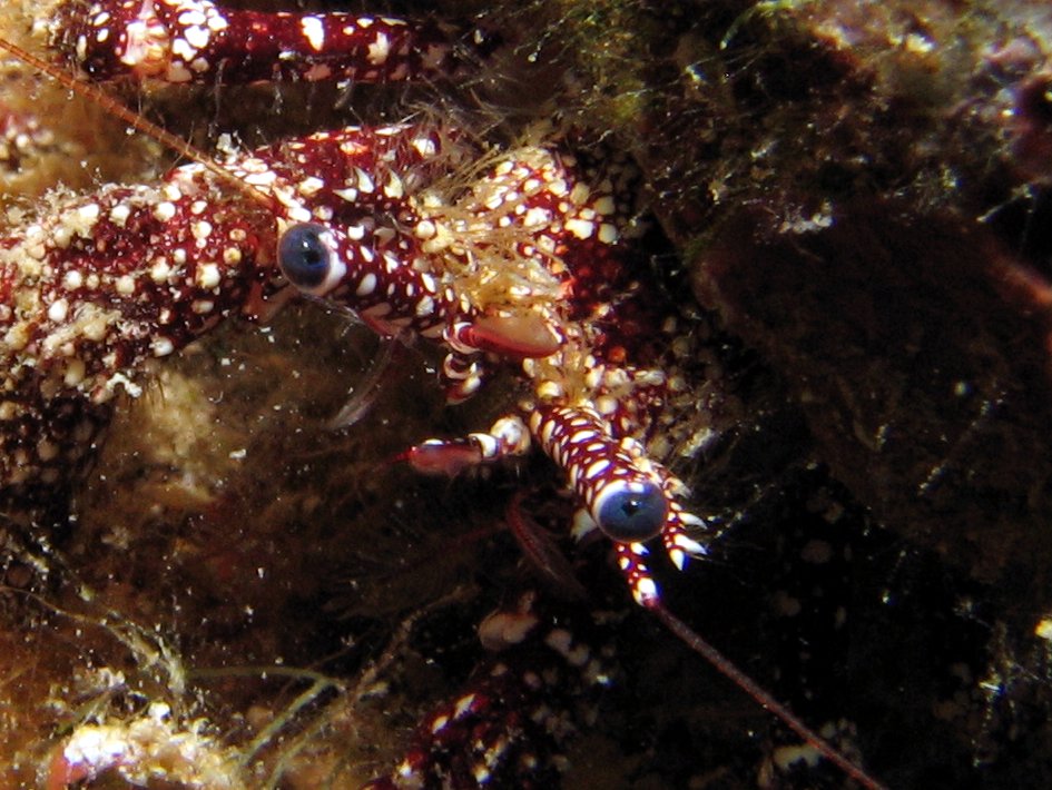 White Speckled Hermit Crab - Paguristes punticeps