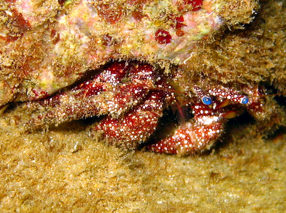 White Speckled Hermit Crab - Paguristes punticeps