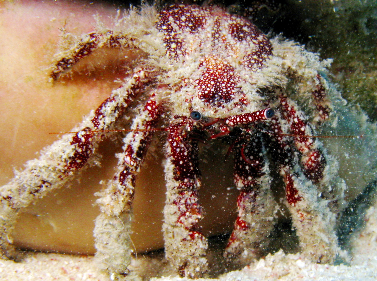 White Speckled Hermit Crab - Paguristes punticeps