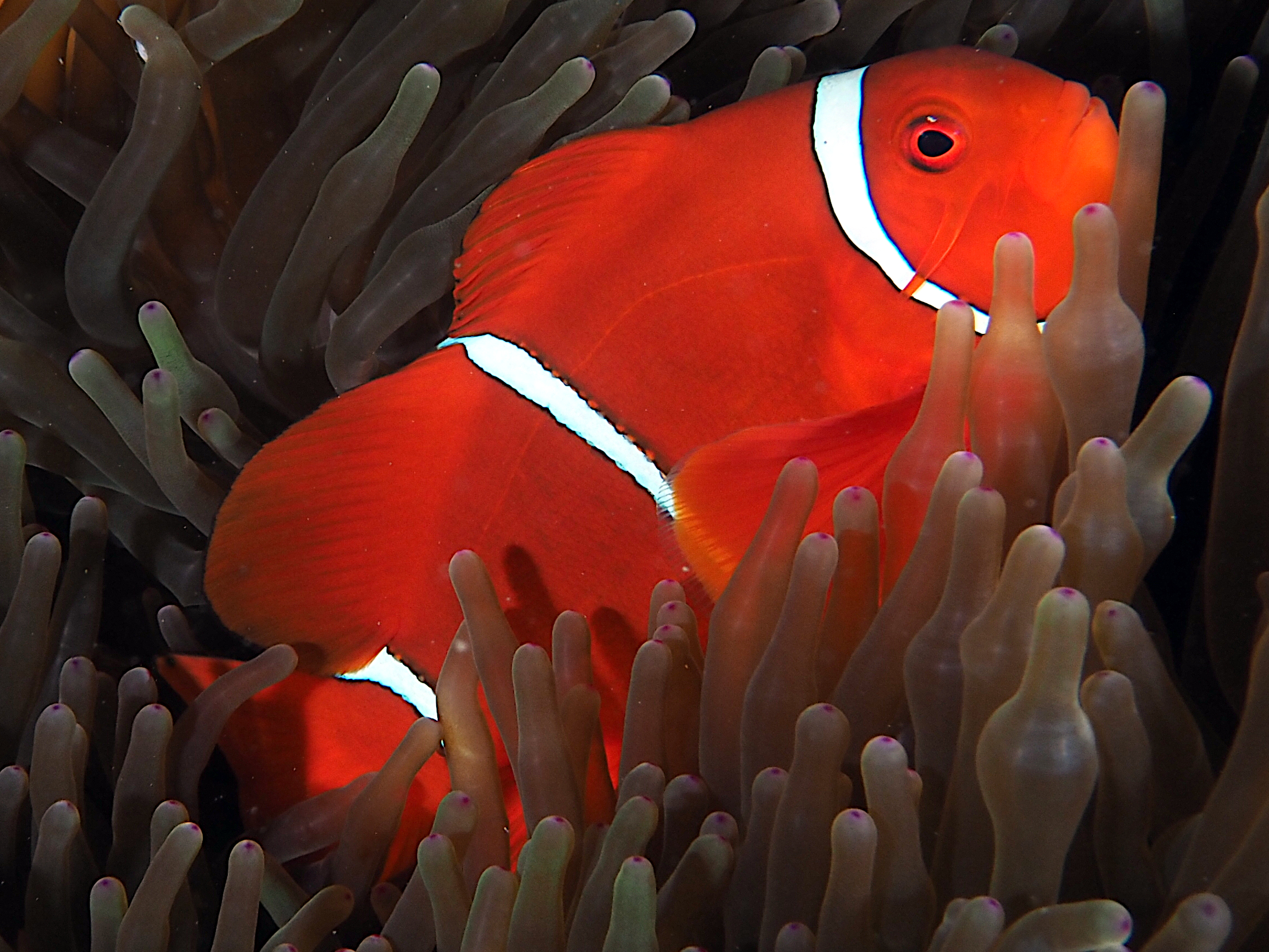 Spinecheek Anemonefish - Premnas biaculeatus