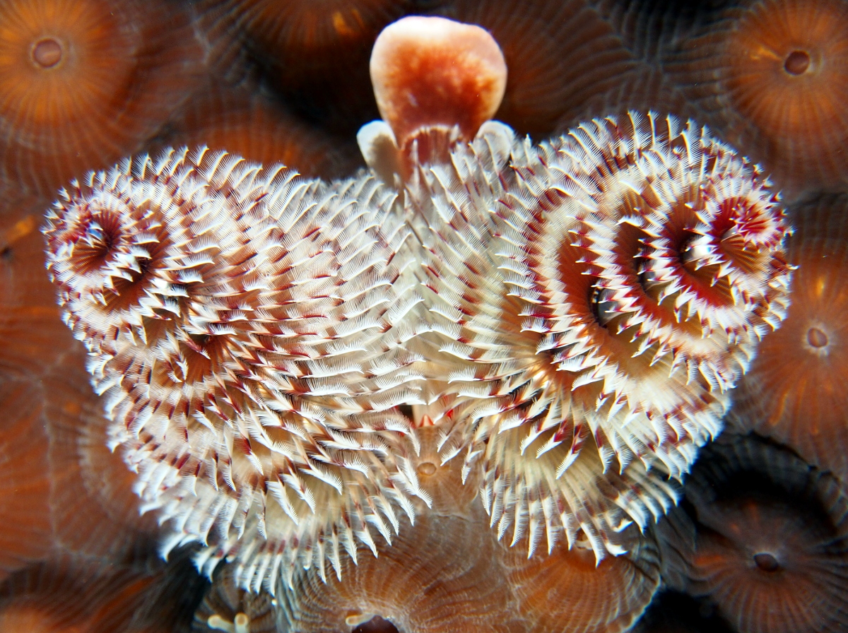 Christmas Tree Worm - Spirobranchus giganteus