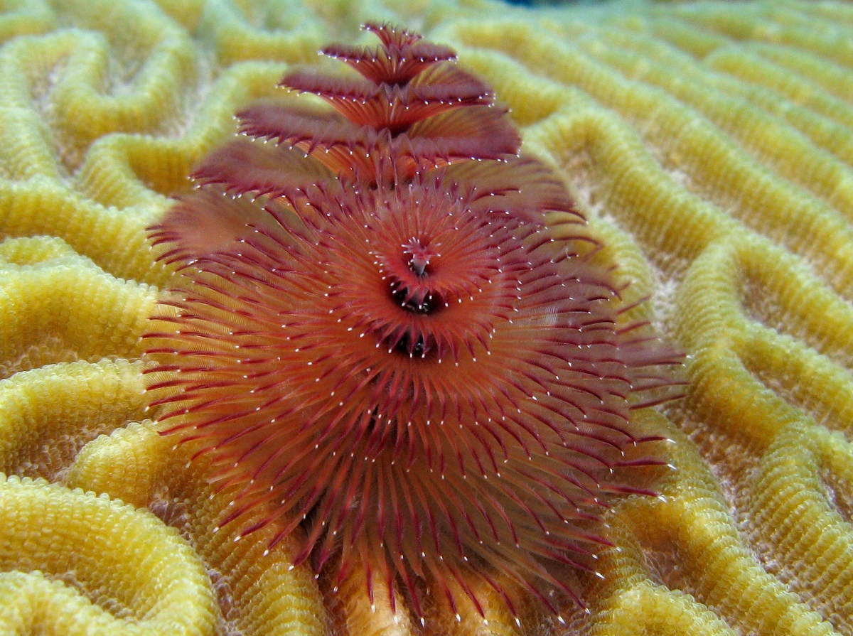 Christmas Tree Worm - Spirobranchus giganteus