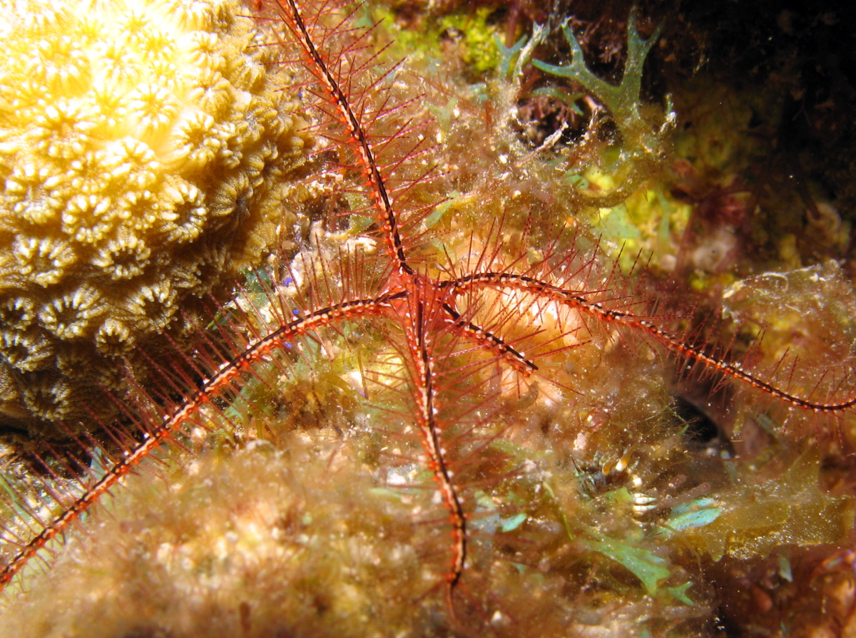 Sponge Brittle Star - Ophiothrix suensonii