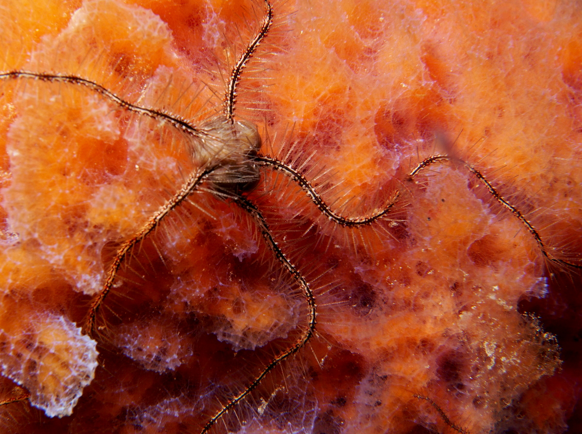 Sponge Brittle Star - Ophiothrix suensonii