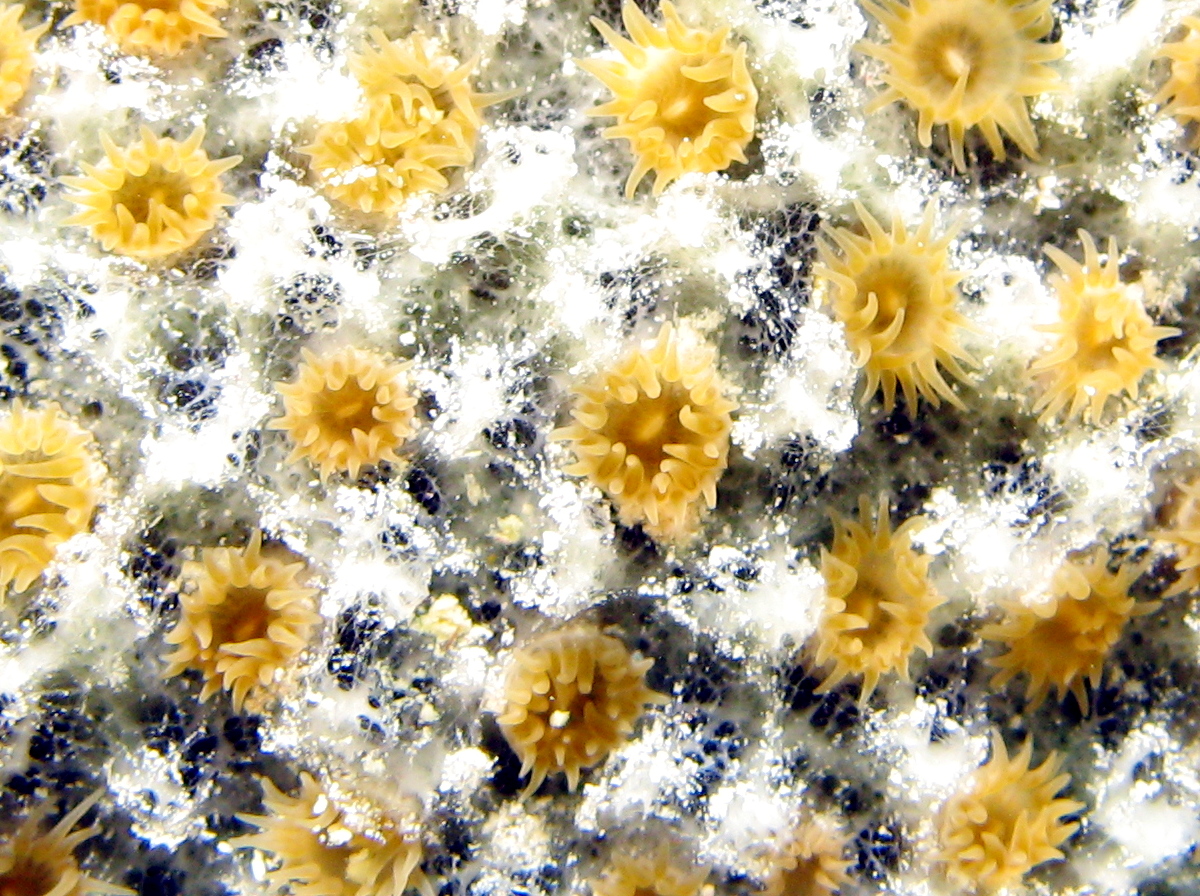 Sponge Zoanthid - Parazoanthus parasiticus