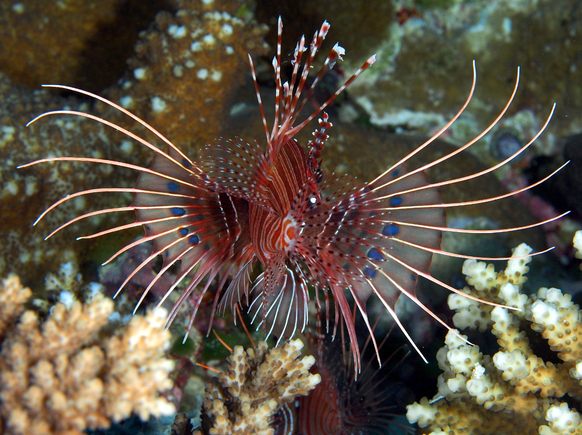 Spotfin Lionfish - Pterois antennata