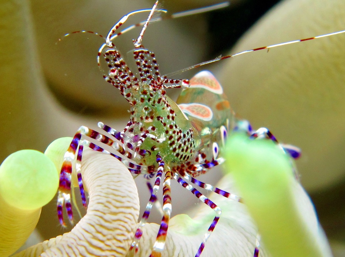 Spotted Cleaner Shrimp - Periclimenes yucatanicus