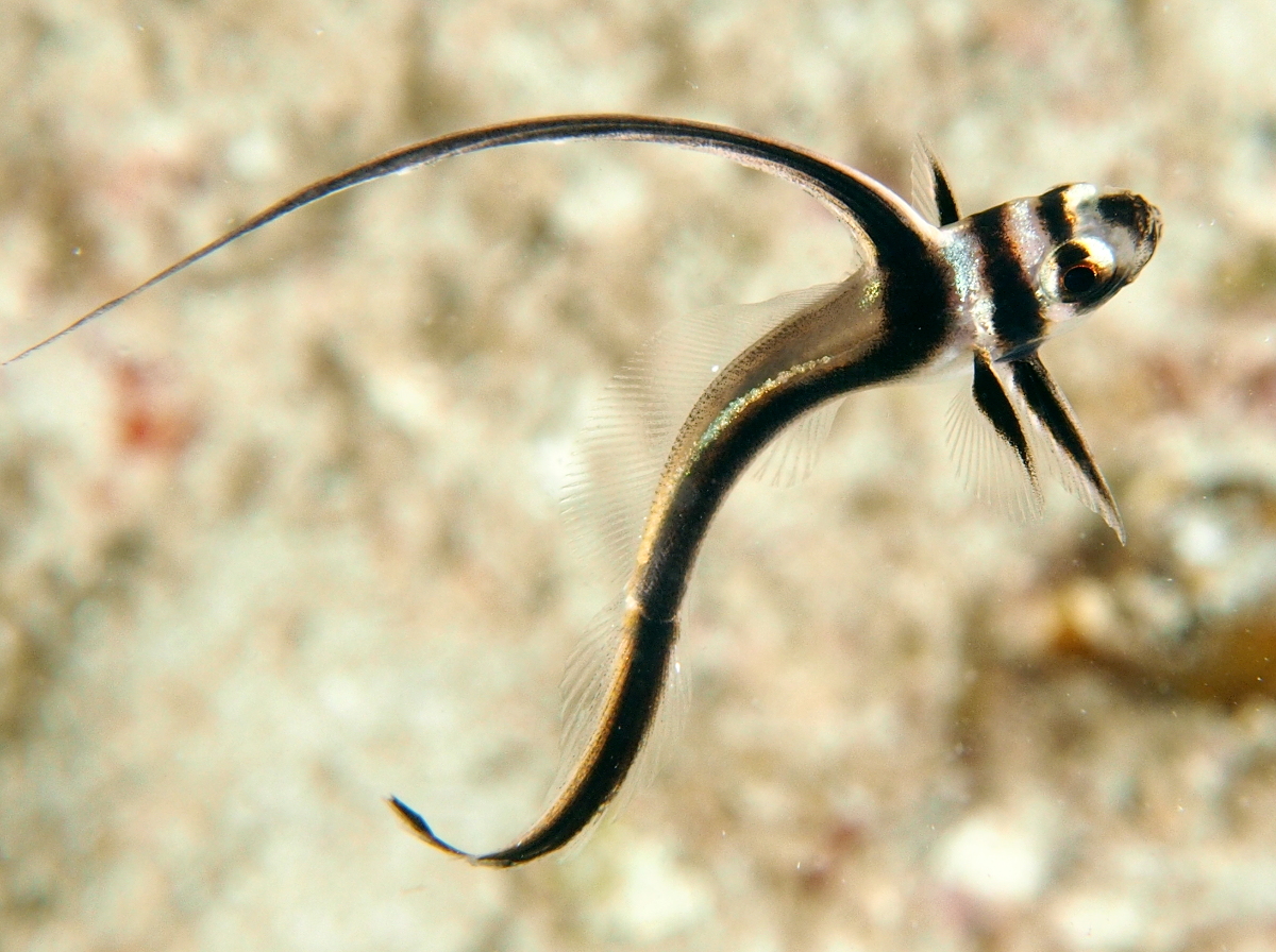 Spotted Drum - Equetus punctatus