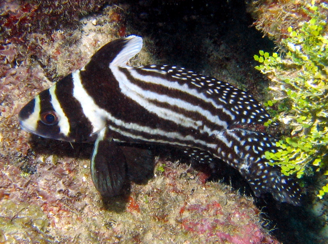 Spotted Drum - Equetus punctatus