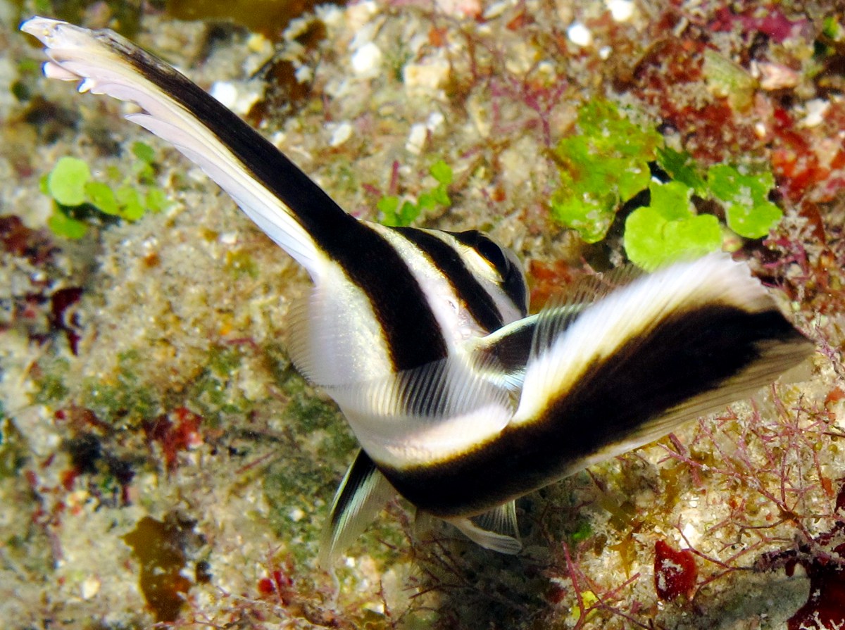 Spotted Drum - Equetus punctatus