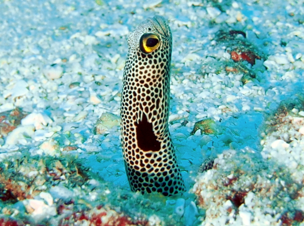 Spotted Garden Eel - Heteroconger hassi