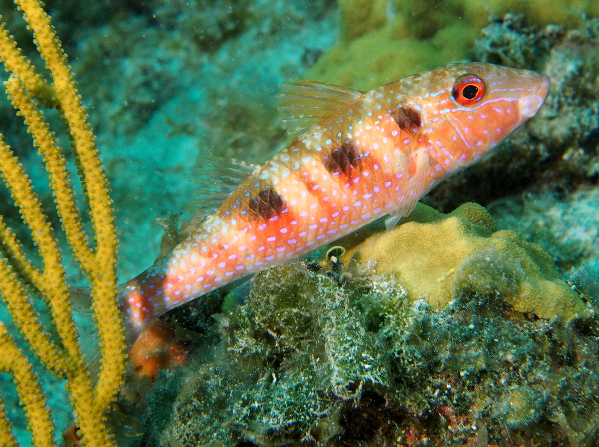 Spotted Goatfish - Pseudupeneus maculatus