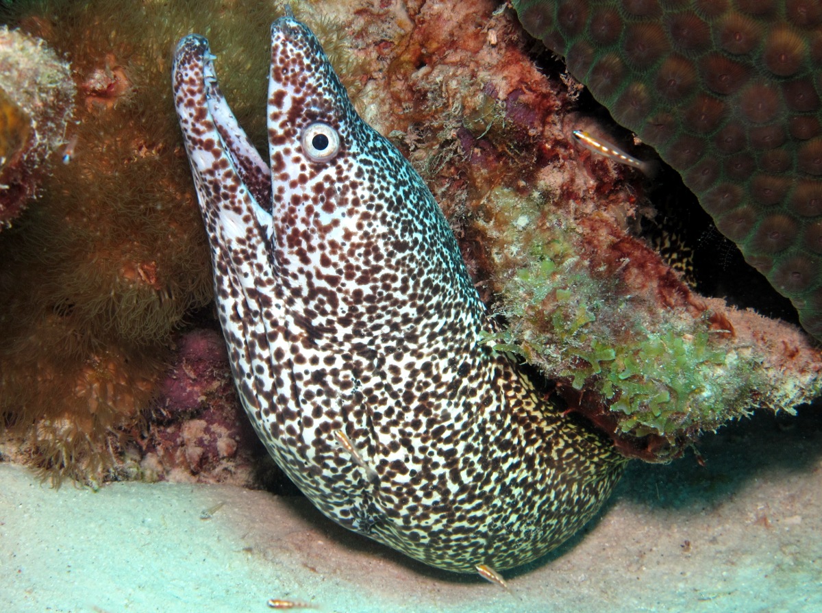 Spotted Moray Eel - Gymnothorax moringa