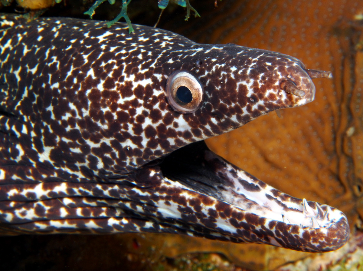 Spotted Moray Eel - Gymnothorax moringa
