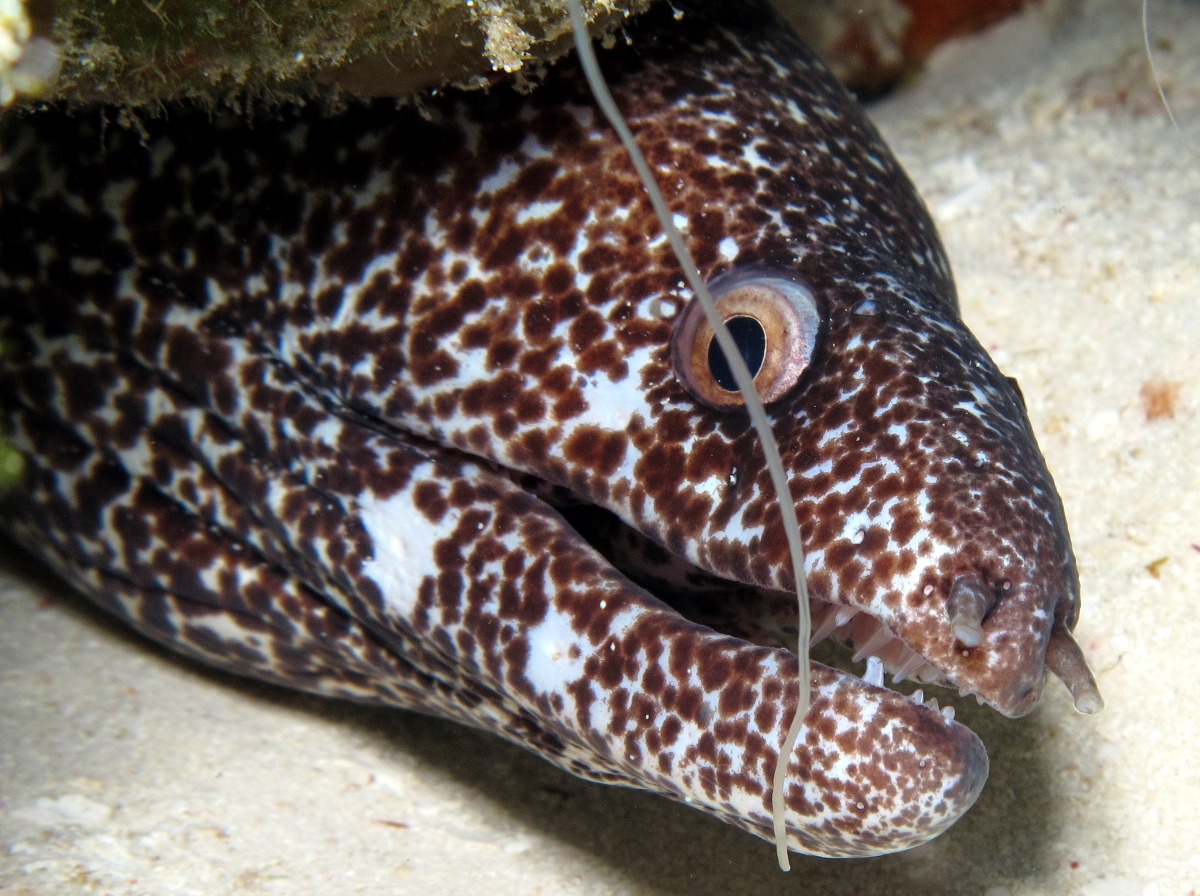 Spotted Moray Eel - Gymnothorax moringa