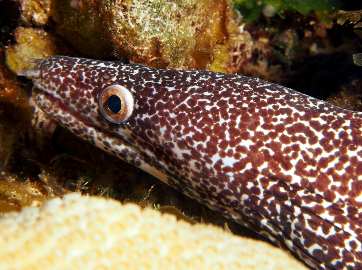 Spotted Moray Eel - Gymnothorax moringa