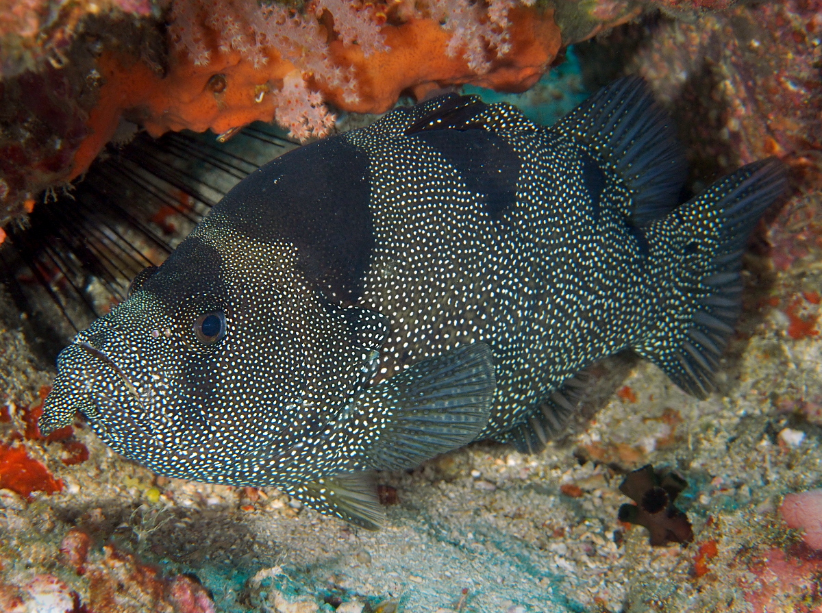 Bearded Soapfish - Pogonoperca punctata