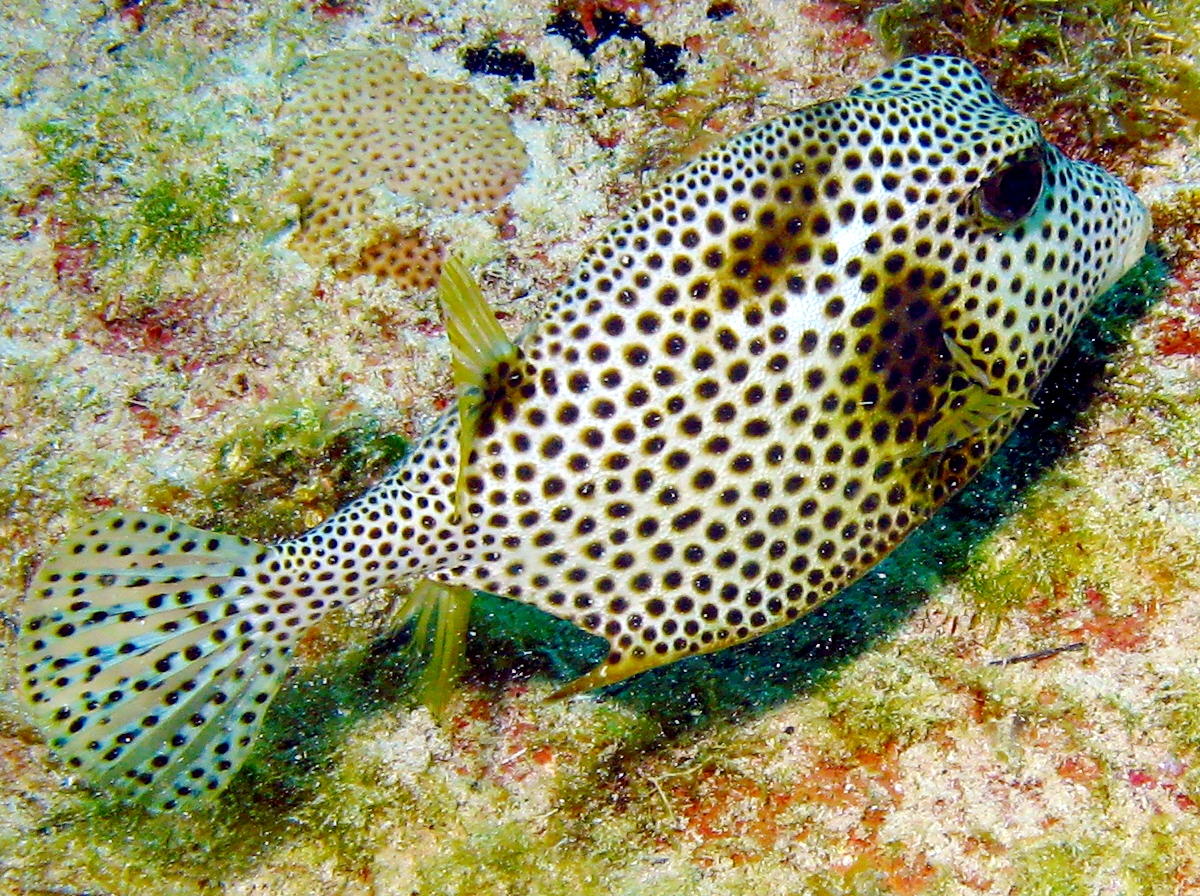 Spotted Trunkfish - Lactophrys bicaudalis
